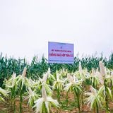  NGÔ NẾP LAI TBM135 