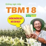  NGÔ NẾP LAI TBM18 