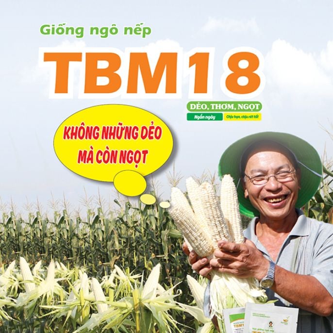  NGÔ NẾP LAI TBM18 