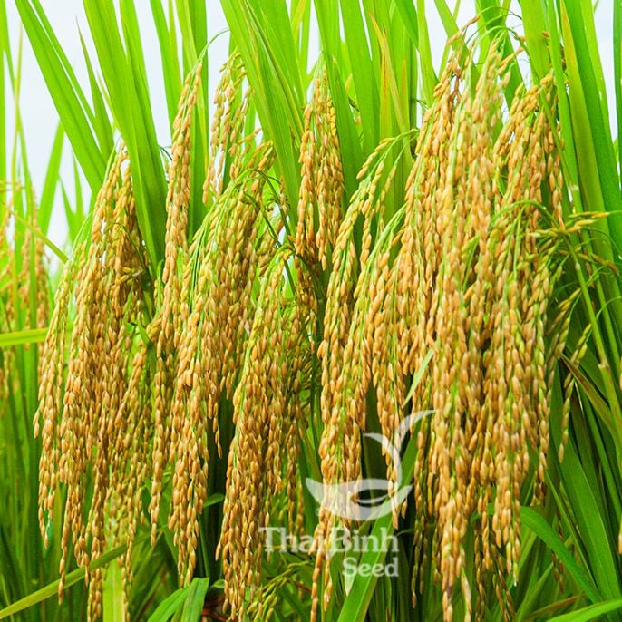  GIỐNG LÚA TBR279 