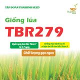  GIỐNG LÚA TBR279 