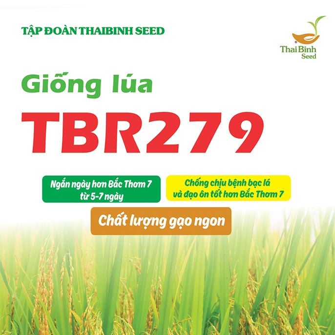  GIỐNG LÚA TBR279 