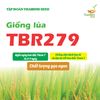  GIỐNG LÚA TBR279 