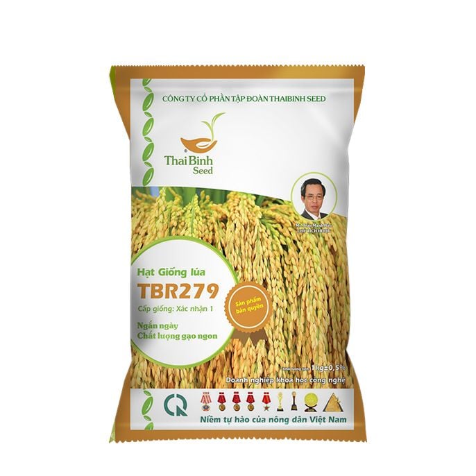  GIỐNG LÚA TBR279 