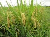  GIỐNG LÚA THUẦN TBR36 