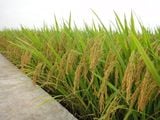  GIỐNG LÚA THUẦN TBR36 
