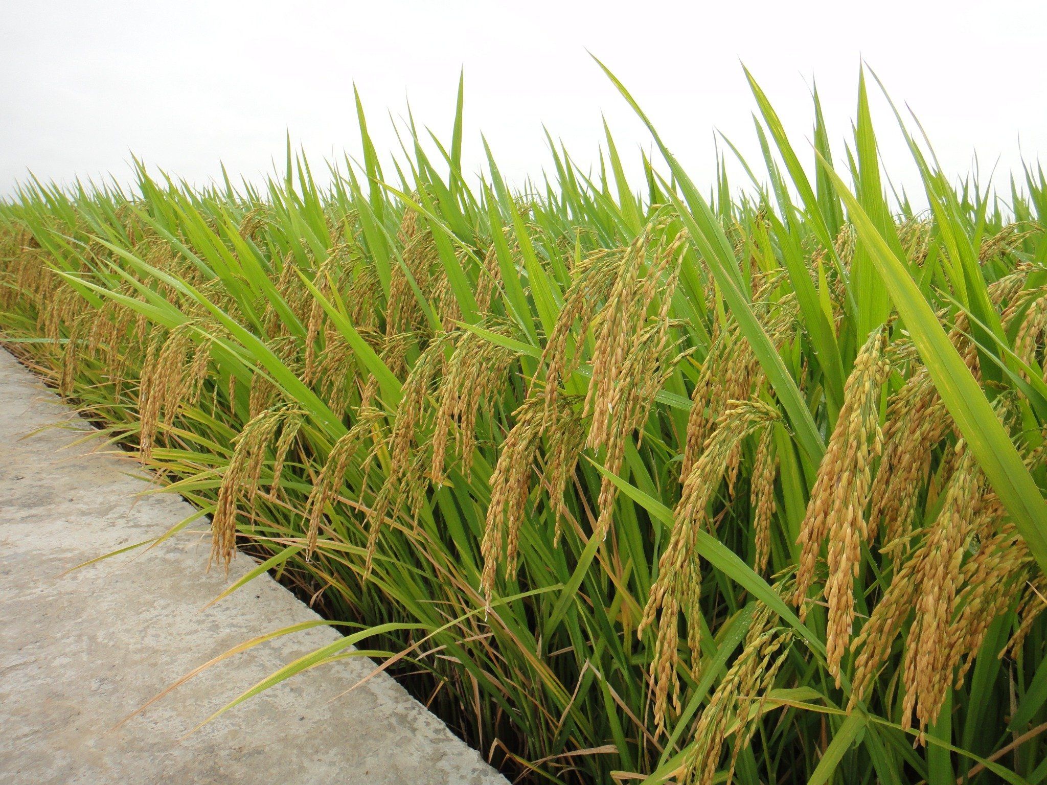 GIỐNG LÚA THUẦN TBR36 