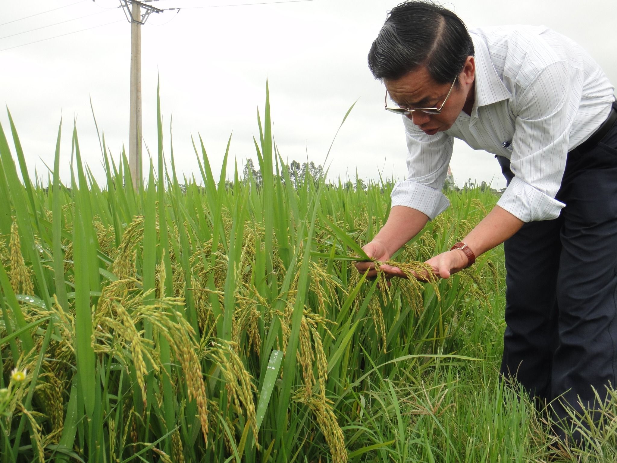  GIỐNG LÚA THUẦN TBR36 