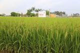  GIỐNG LÚA THUẦN TBR36 
