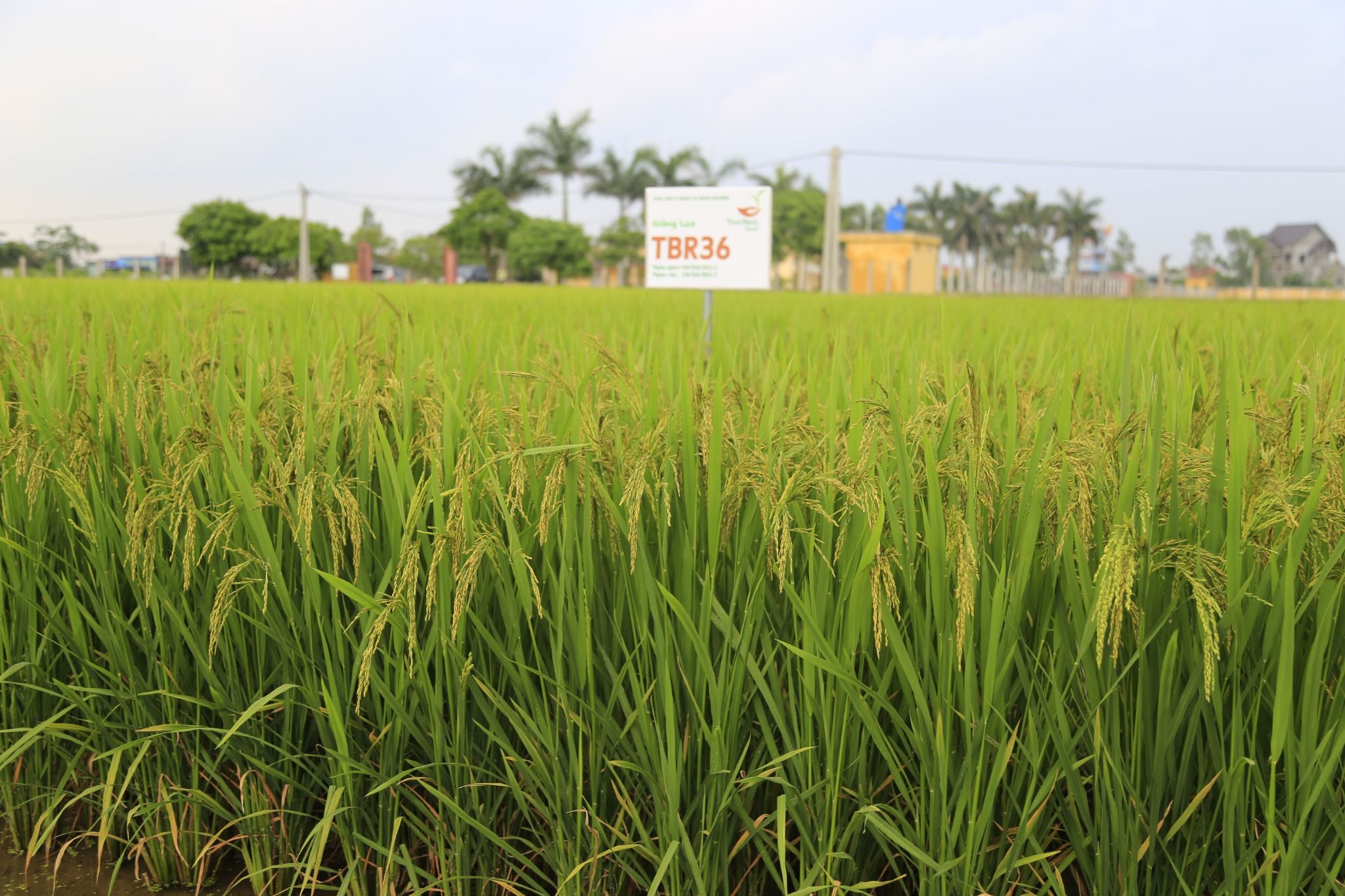  GIỐNG LÚA THUẦN TBR36 