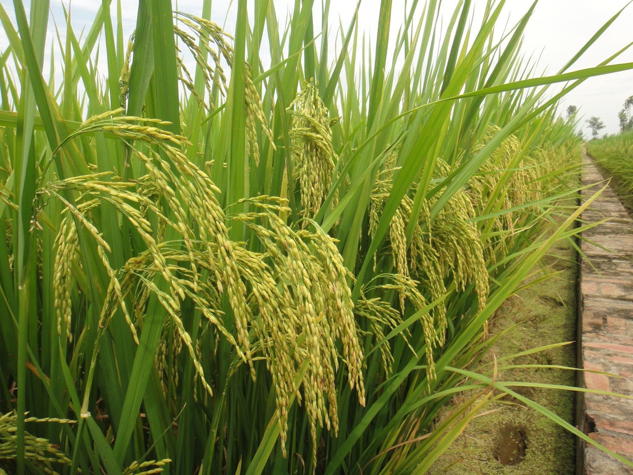  GIỐNG LÚA THUẦN TBR45 