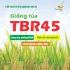  GIỐNG LÚA THUẦN TBR45 