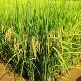  GIỐNG LÚA THUẦN TBR45 