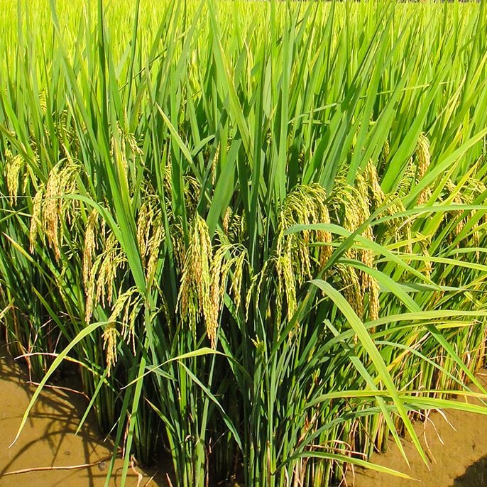  GIỐNG LÚA THUẦN TBR45 