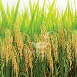  GIỐNG LÚA THUẦN TBR45 