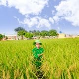  GIỐNG LÚA THUẦN TBR89 