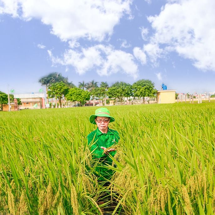  GIỐNG LÚA THUẦN TBR89 