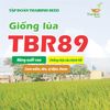  GIỐNG LÚA THUẦN TBR89 