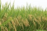  GIỐNG LÚA THUẦN TBR97 