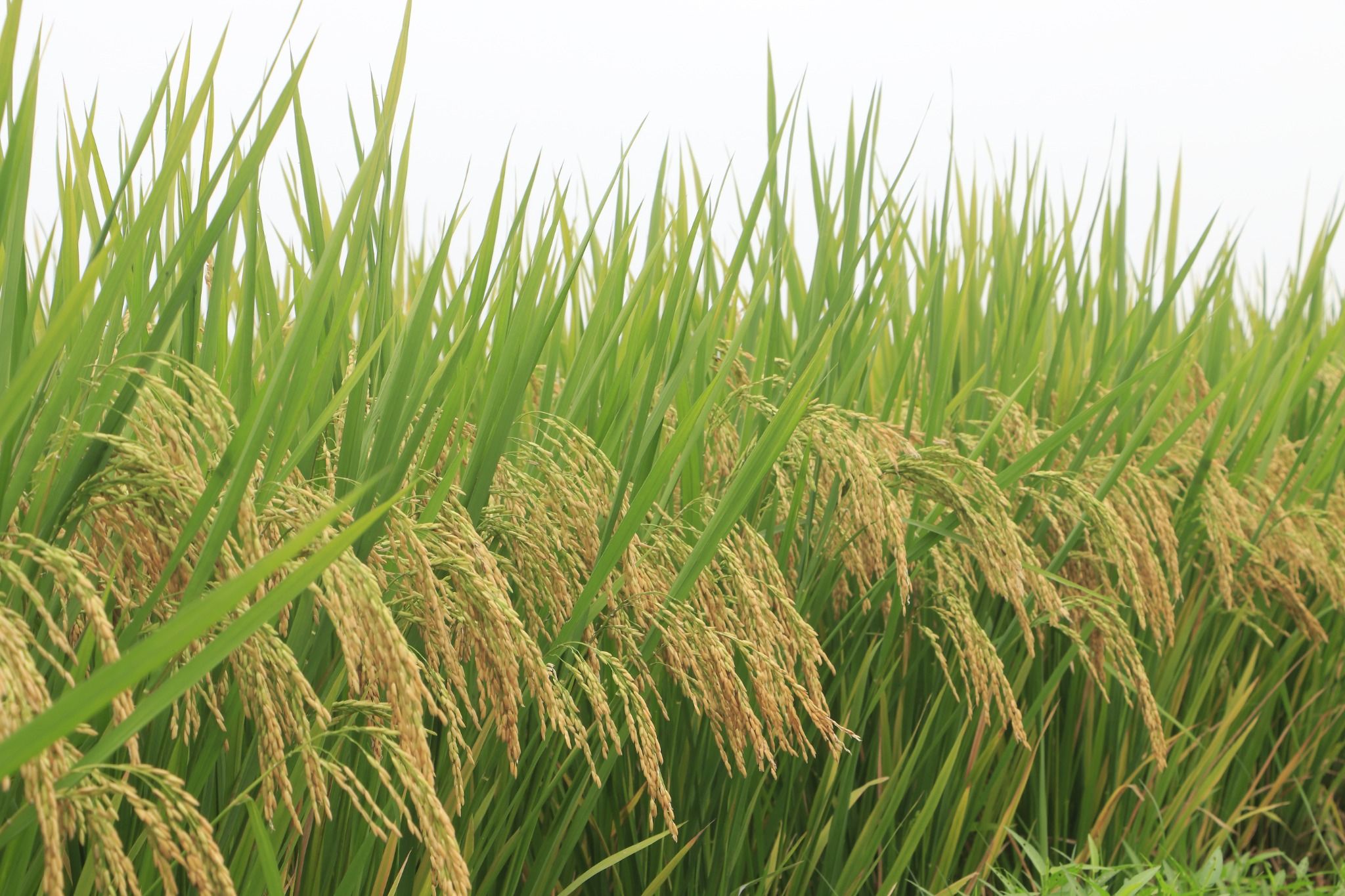  GIỐNG LÚA THUẦN TBR97 
