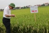  GIỐNG LÚA THUẦN TBR97 