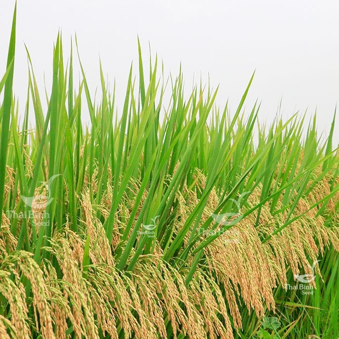  GIỐNG LÚA THUẦN TBR97 