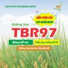  GIỐNG LÚA THUẦN TBR97 