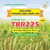  GIỐNG LÚA THUẦN TBR225 MỚI 