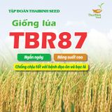  GIỐNG LÚA THUẦN TBR87 
