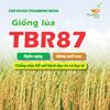  GIỐNG LÚA THUẦN TBR87 