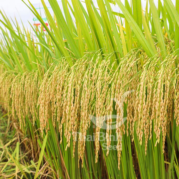  GIỐNG LÚA THUẦN TBR87 