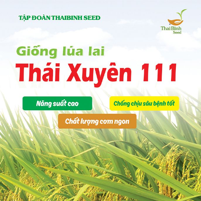  GIỐNG LÚA LAI THÁI XUYÊN 111 