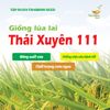  GIỐNG LÚA LAI THÁI XUYÊN 111 