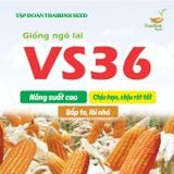  NGÔ LAI VS36 