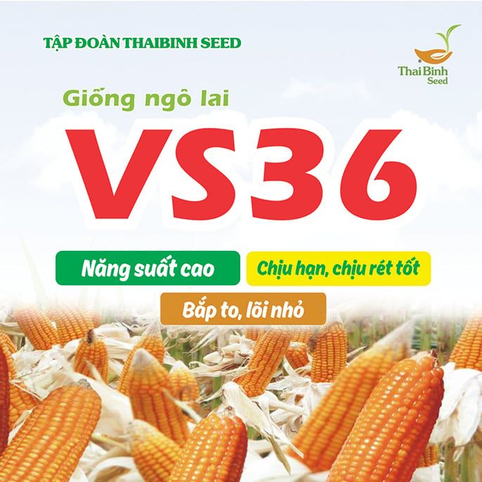  NGÔ LAI VS36 