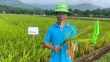  GIỐNG LÚA THUẦN TBR89 
