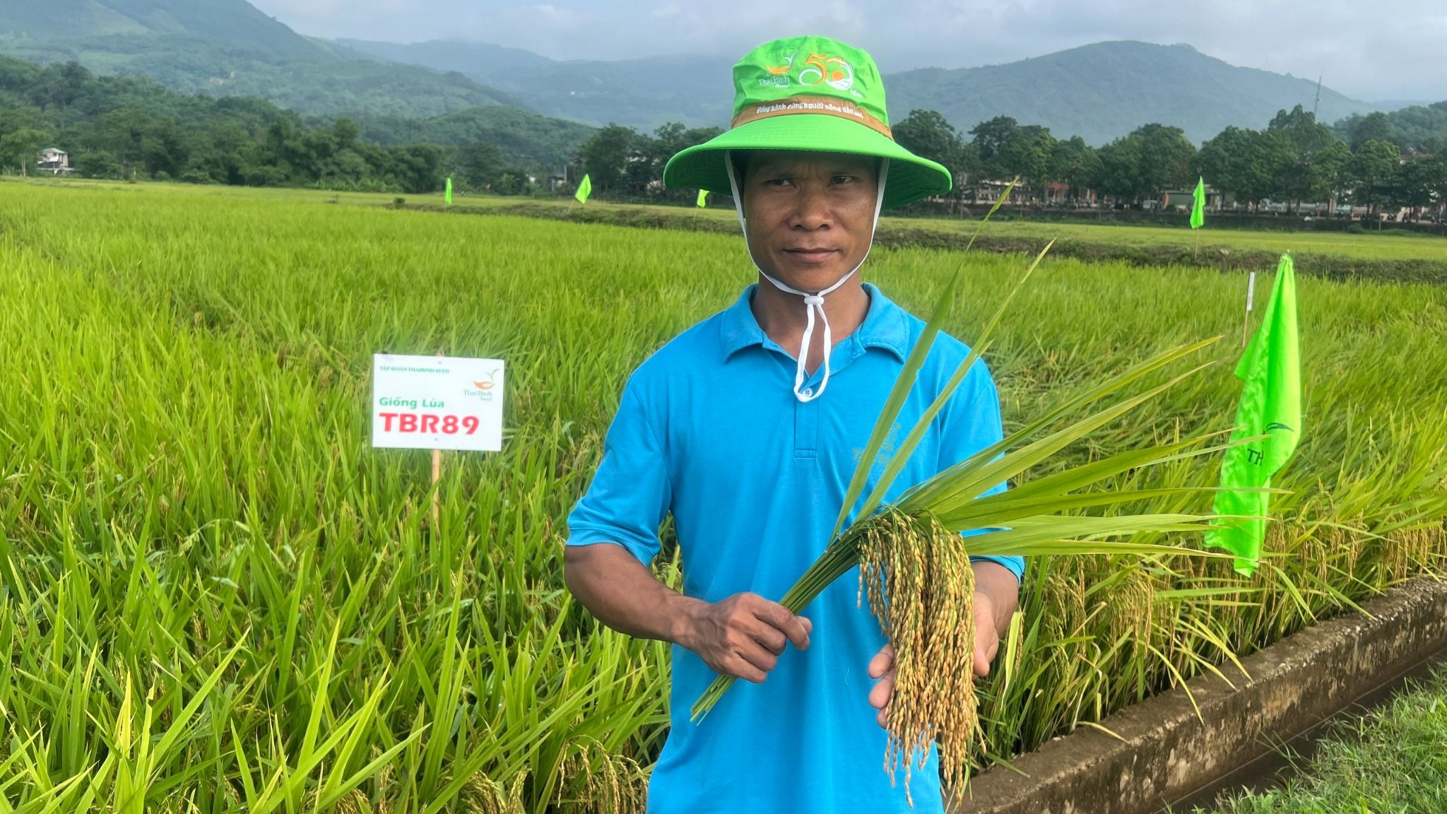  GIỐNG LÚA THUẦN TBR89 