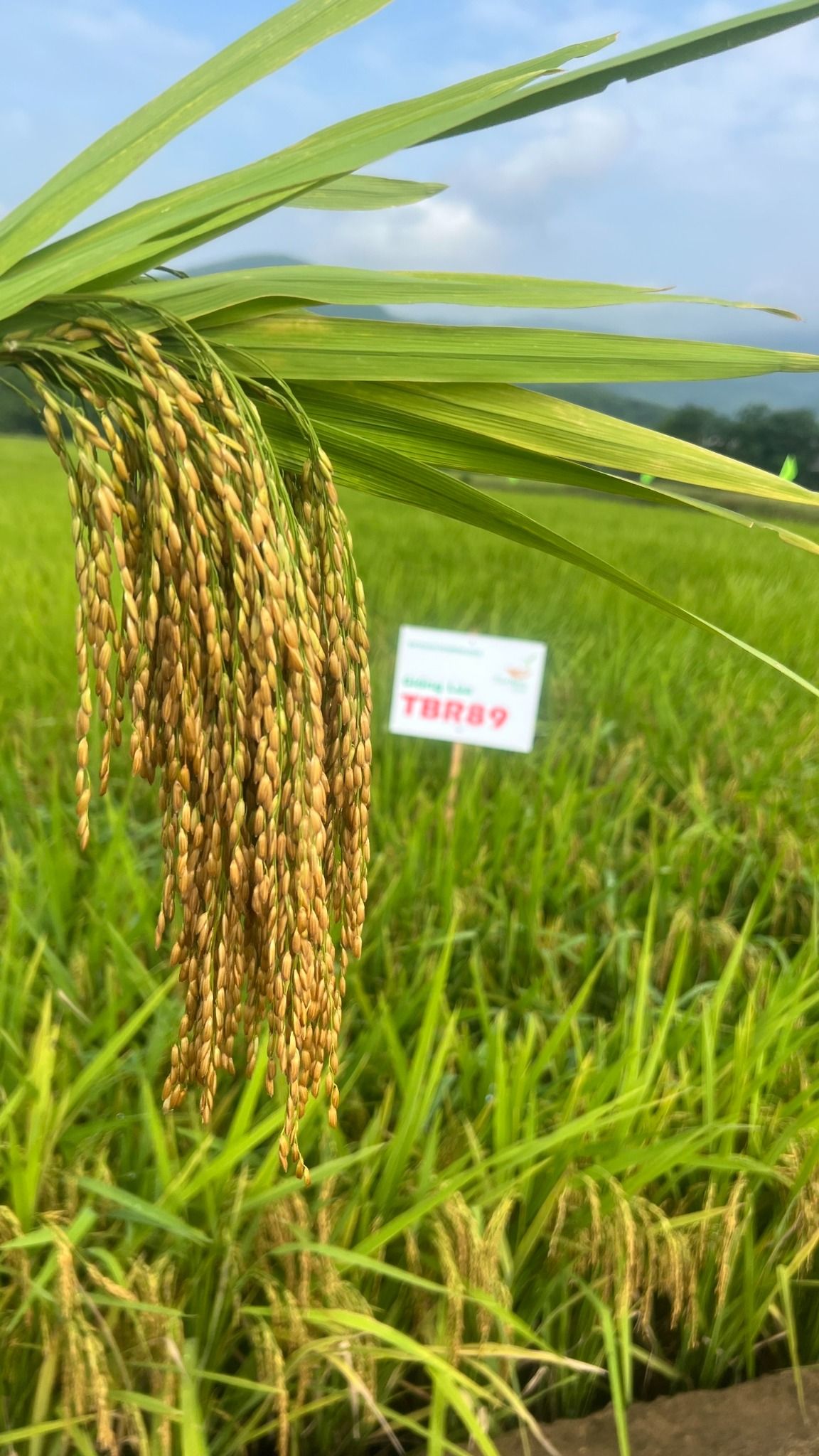  GIỐNG LÚA THUẦN TBR89 
