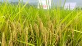  GIỐNG LÚA THUẦN TBR89 