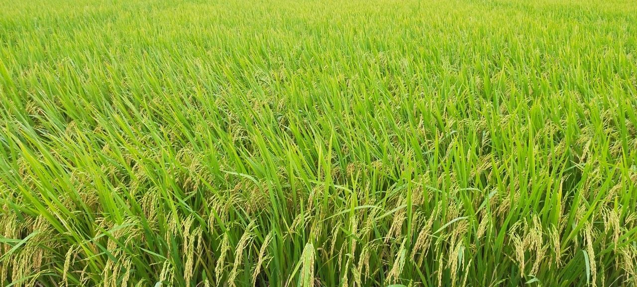 GIỐNG LÚA THUẦN OM468 