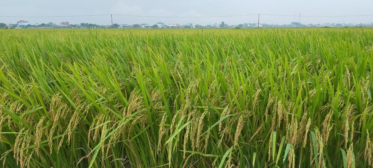  GIỐNG LÚA THUẦN OM468 