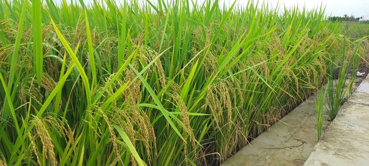  GIỐNG LÚA THUẦN OM468 