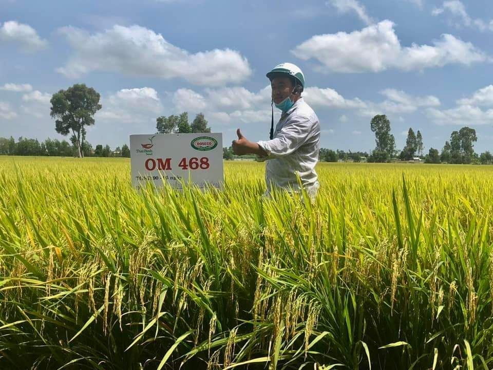  GIỐNG LÚA THUẦN OM468 
