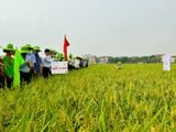  GIỐNG LÚA NẾP A SÀO 