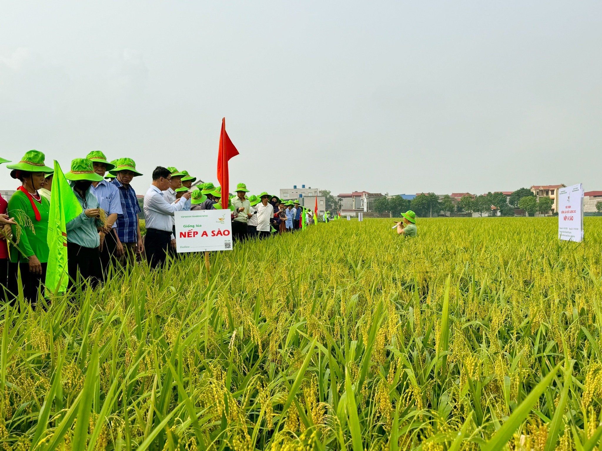  GIỐNG LÚA NẾP A SÀO 