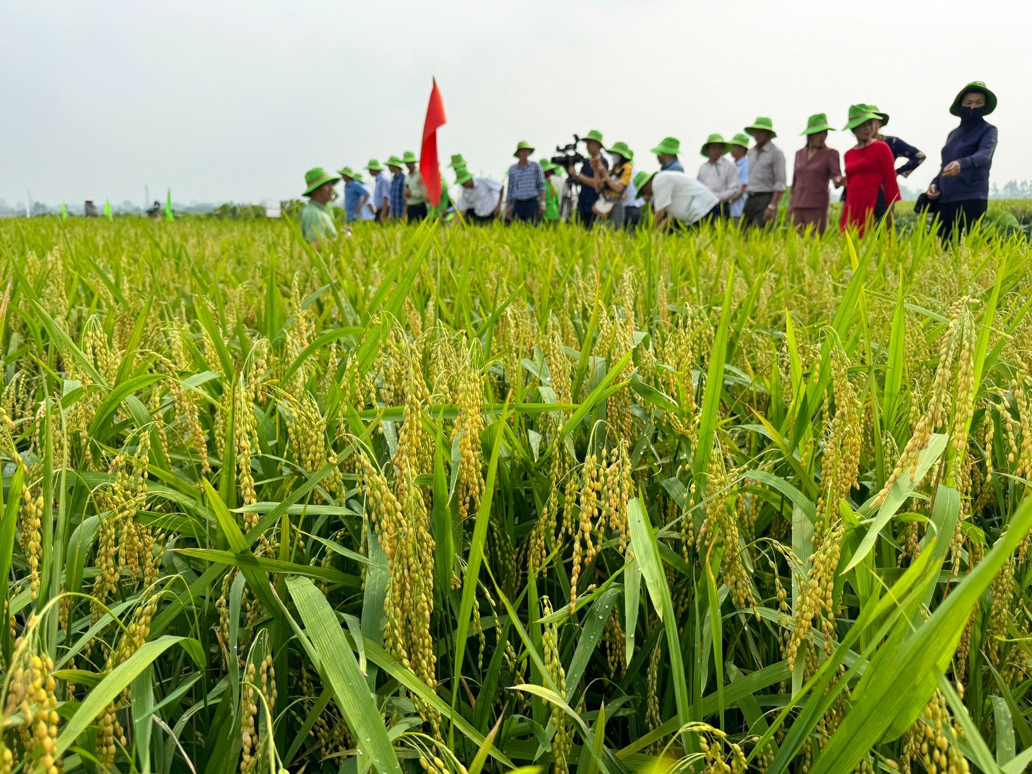  GIỐNG LÚA NẾP A SÀO 