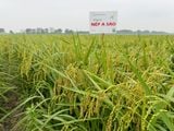  GIỐNG LÚA NẾP A SÀO 