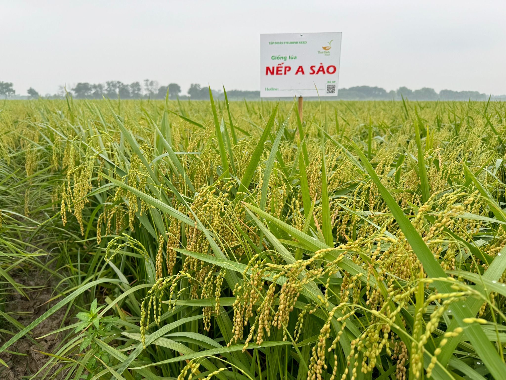  GIỐNG LÚA NẾP A SÀO 