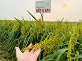  GIỐNG LÚA NẾP A SÀO 
