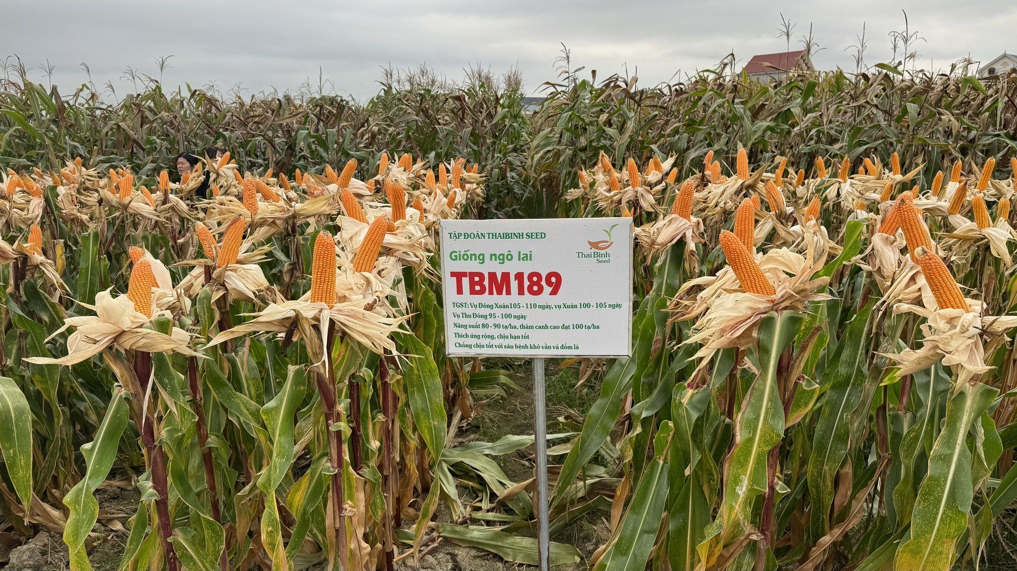  GIỐNG NGÔ LAI TBM189 